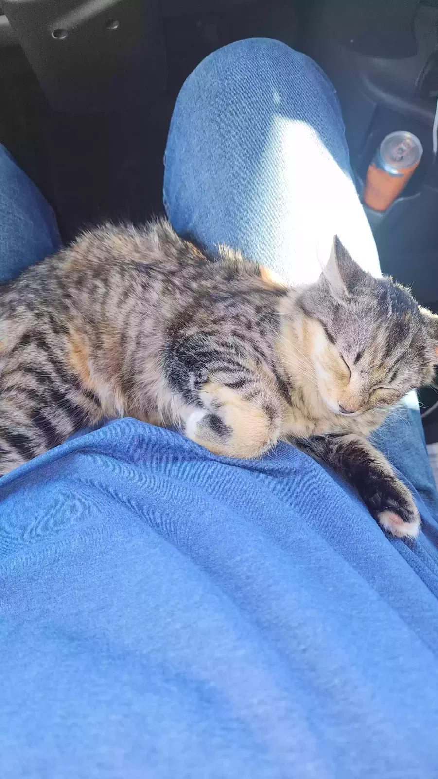 Lost cat in Gaffney, SC, 29340