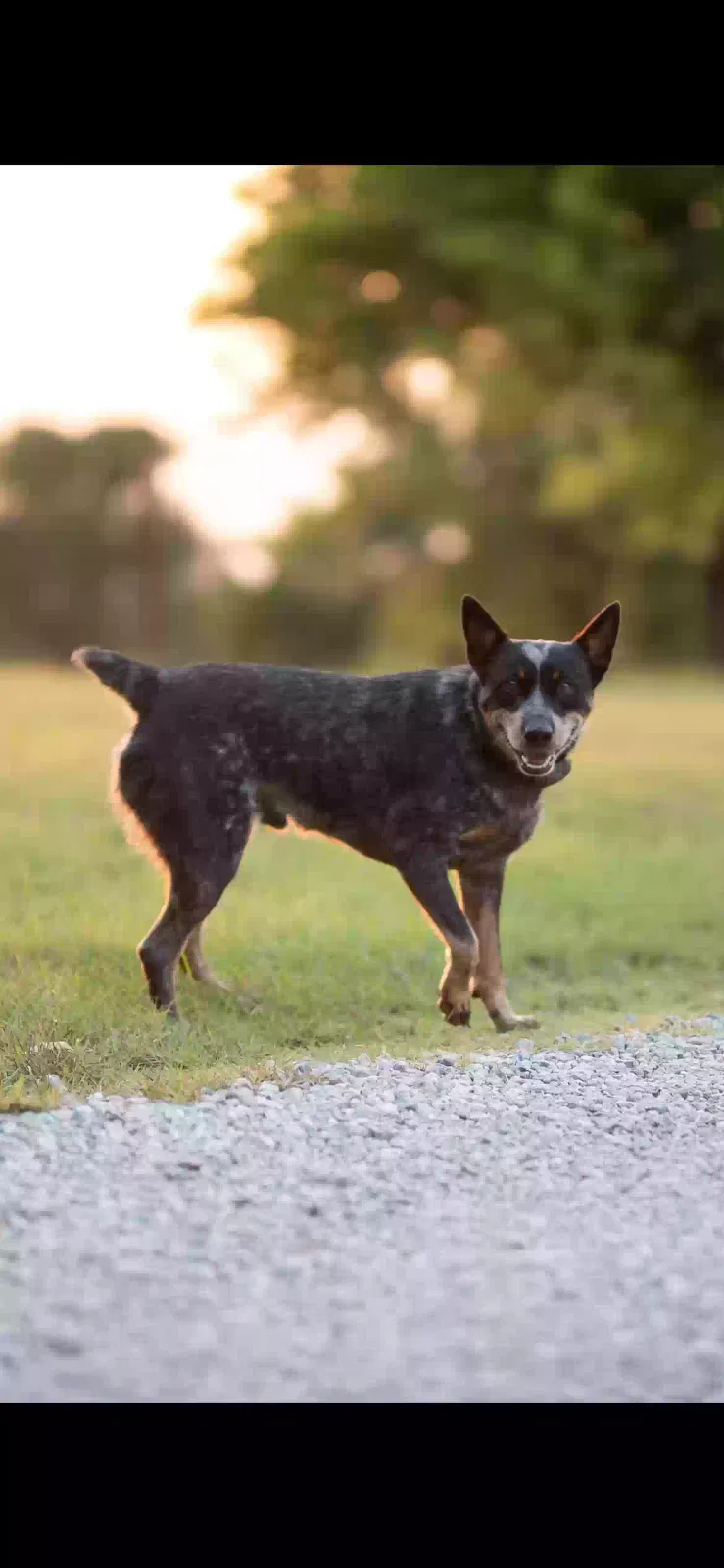 Lost dog in Princeton, TX, 75407