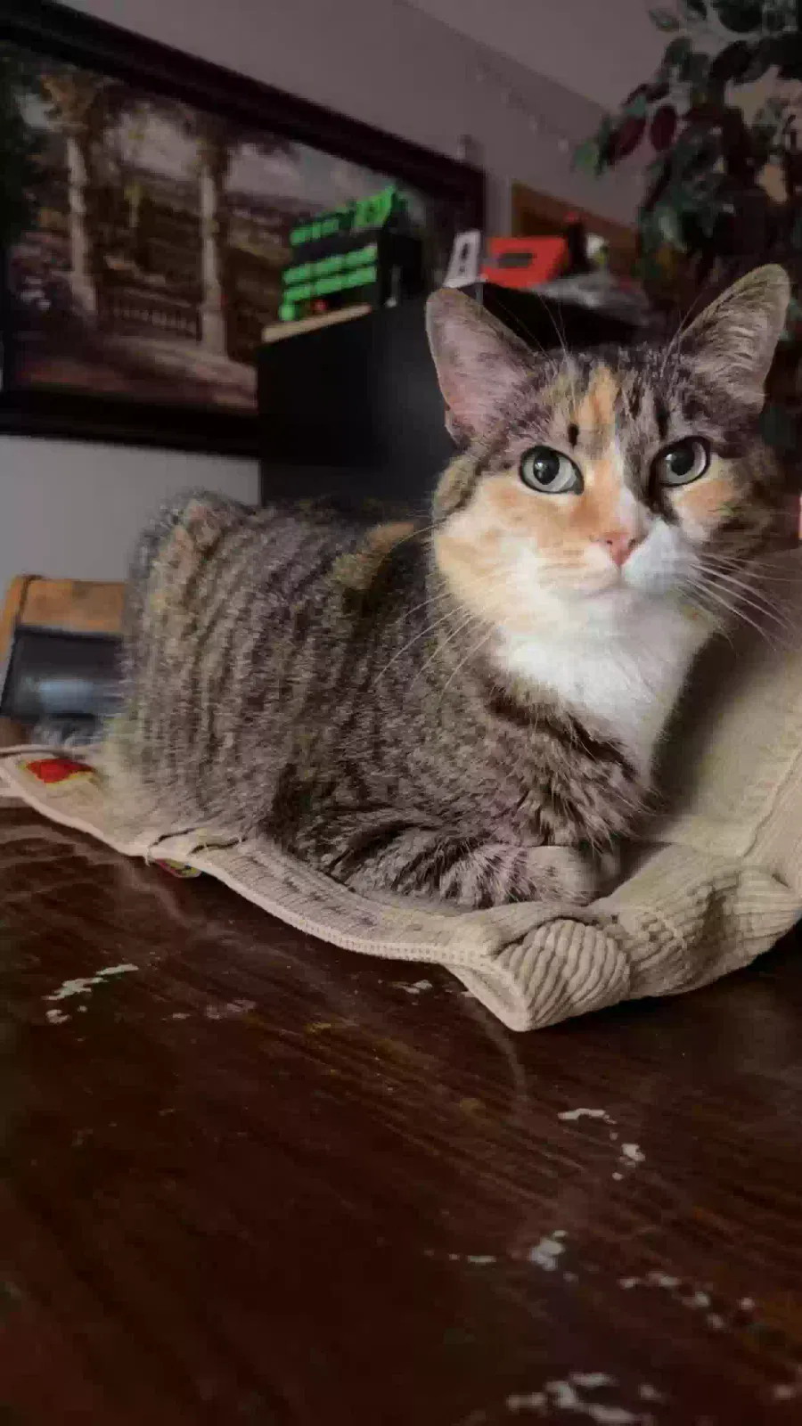 Lost cat in Farmington, MN, 55024