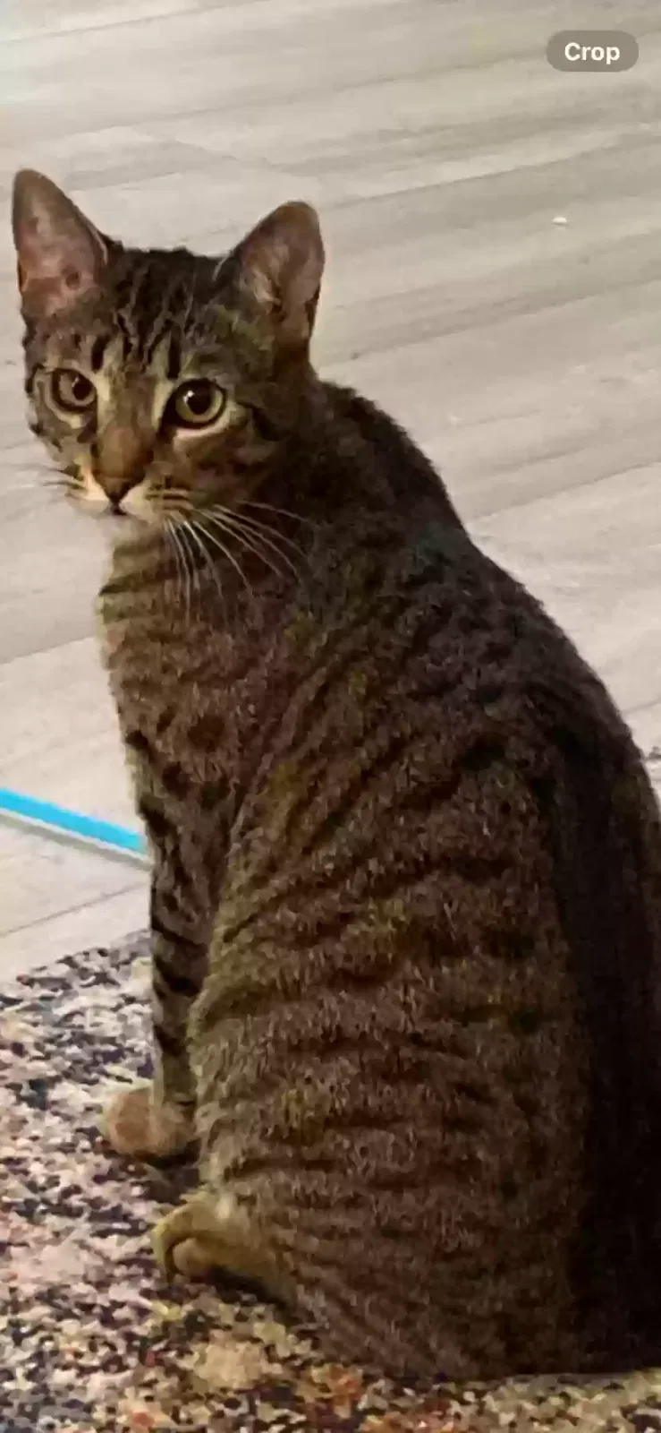 Lost cat in Lake Forest, CA, 92630