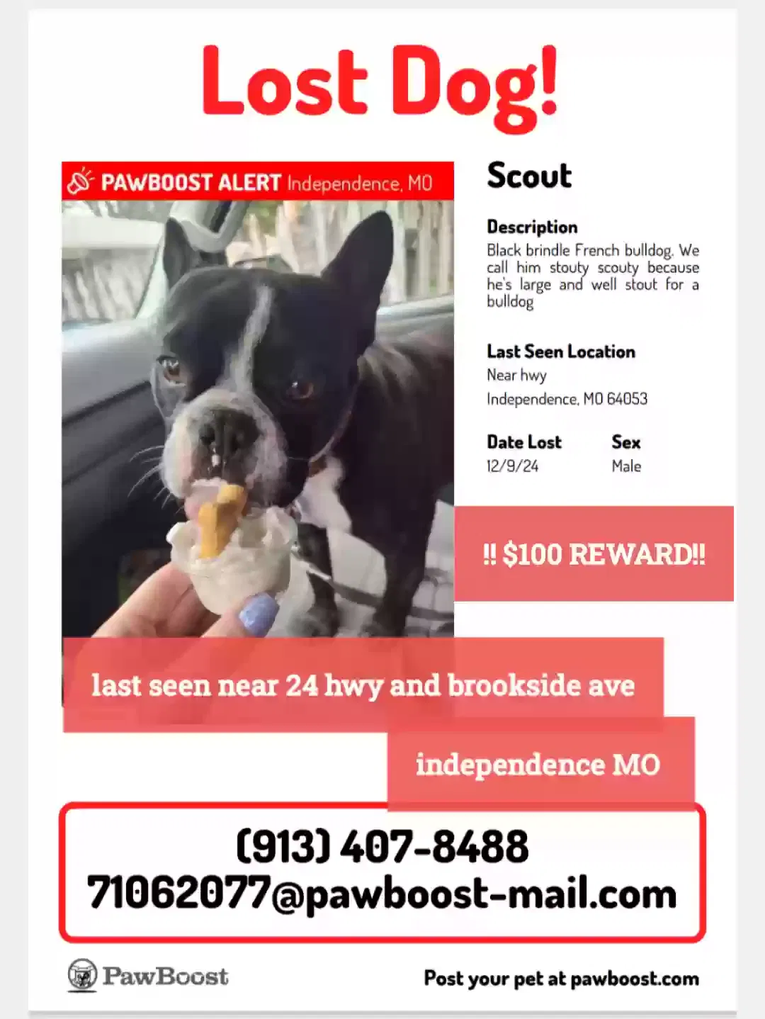 Missing Dog