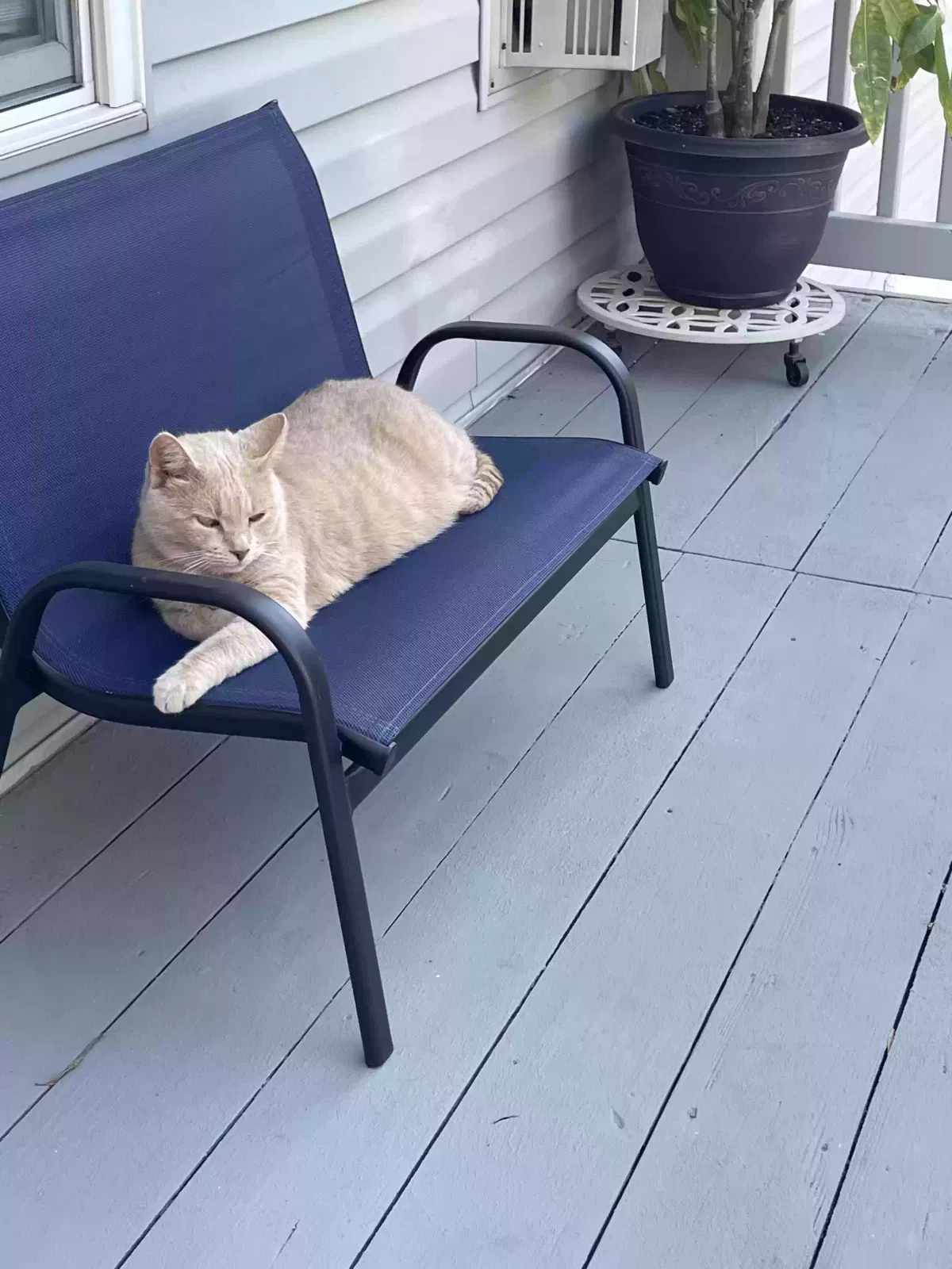 Lost cat in Independence, MO, 64050