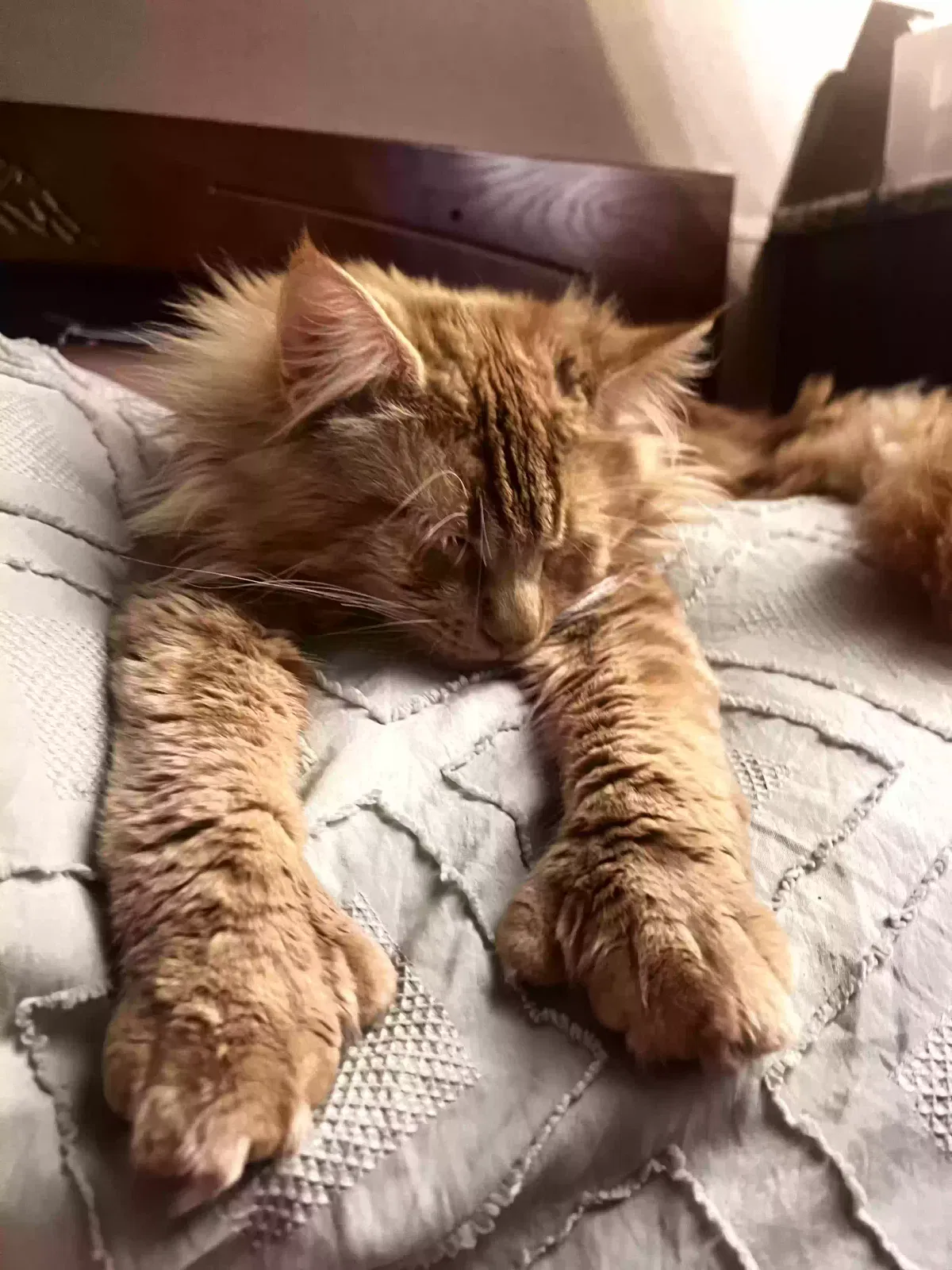 Lost cat in Graham, WA, 98338