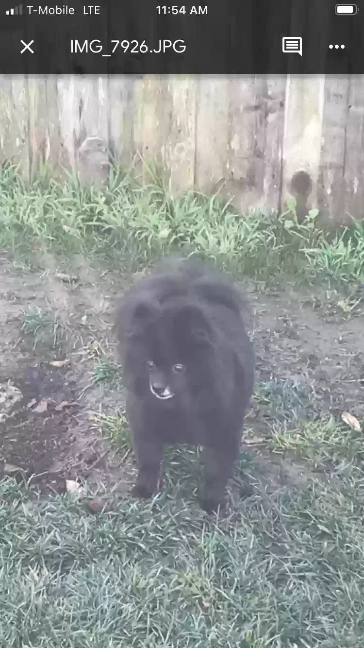 Lost dog in Thousand Oaks, CA, 91362