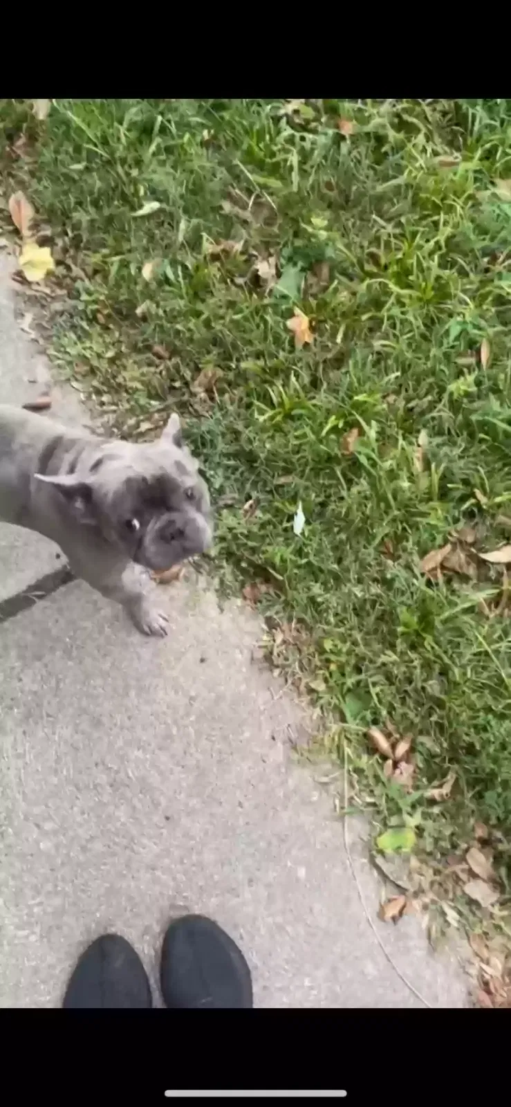 Lost dog in Saint Louis, MO, 63111