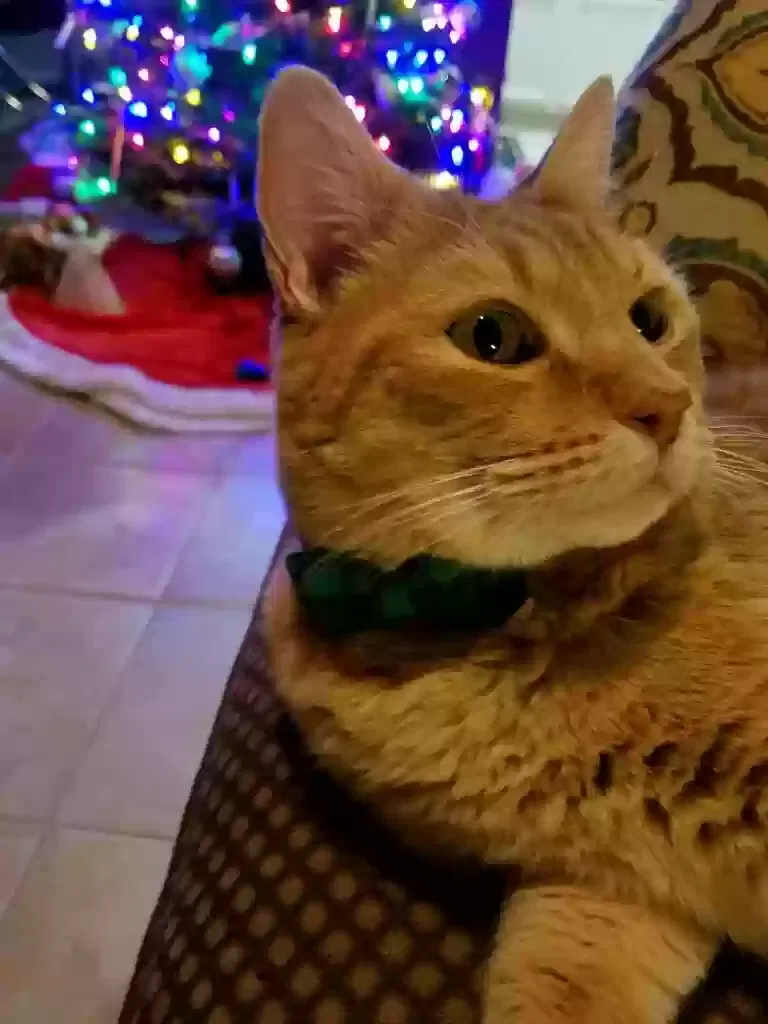 Lost cat in Tucson, AZ, 85742
