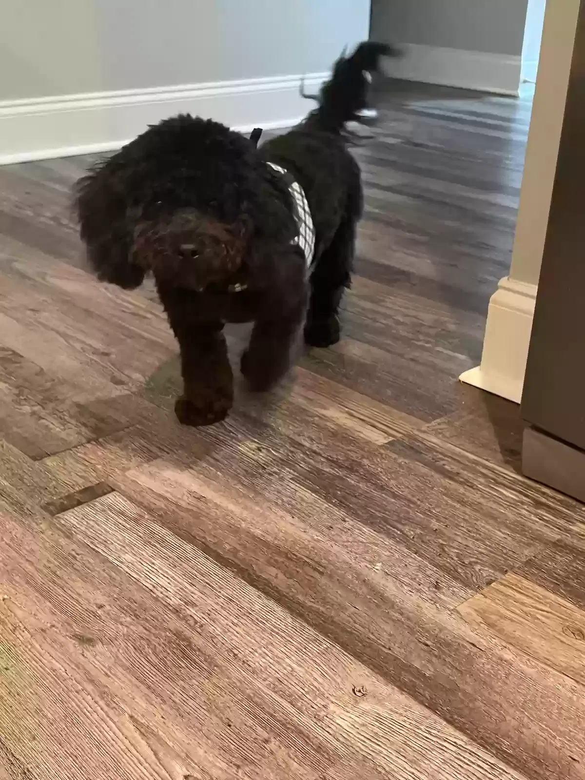 Lost dog in Anderson, SC, 29626