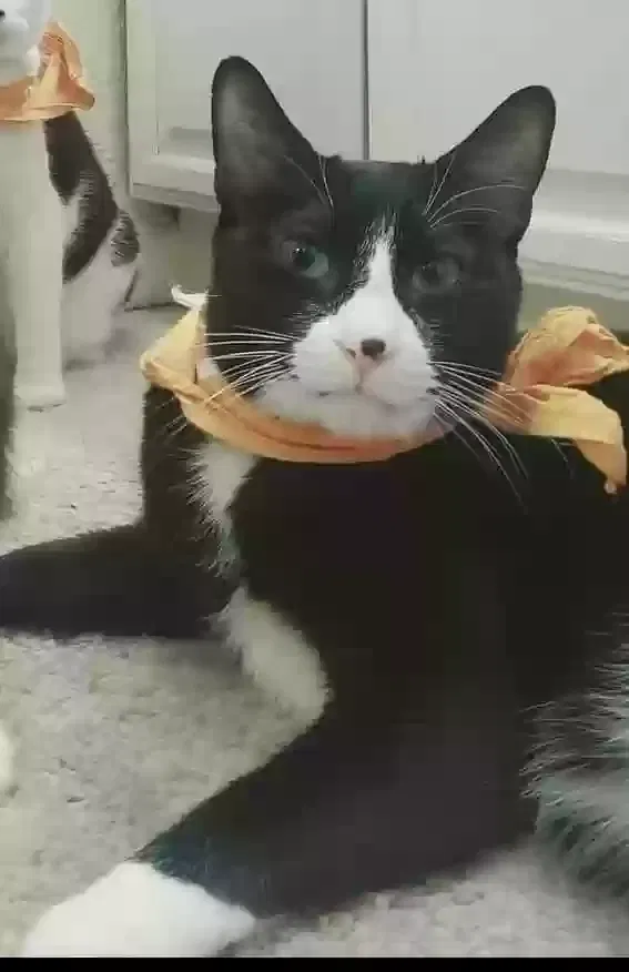Lost cat in Stockton, CA, 95215