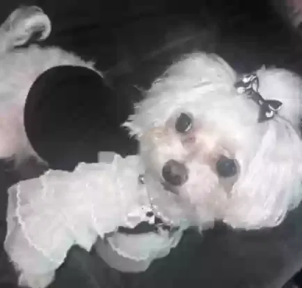 Lost dog in Grand Prairie, TX, 75052