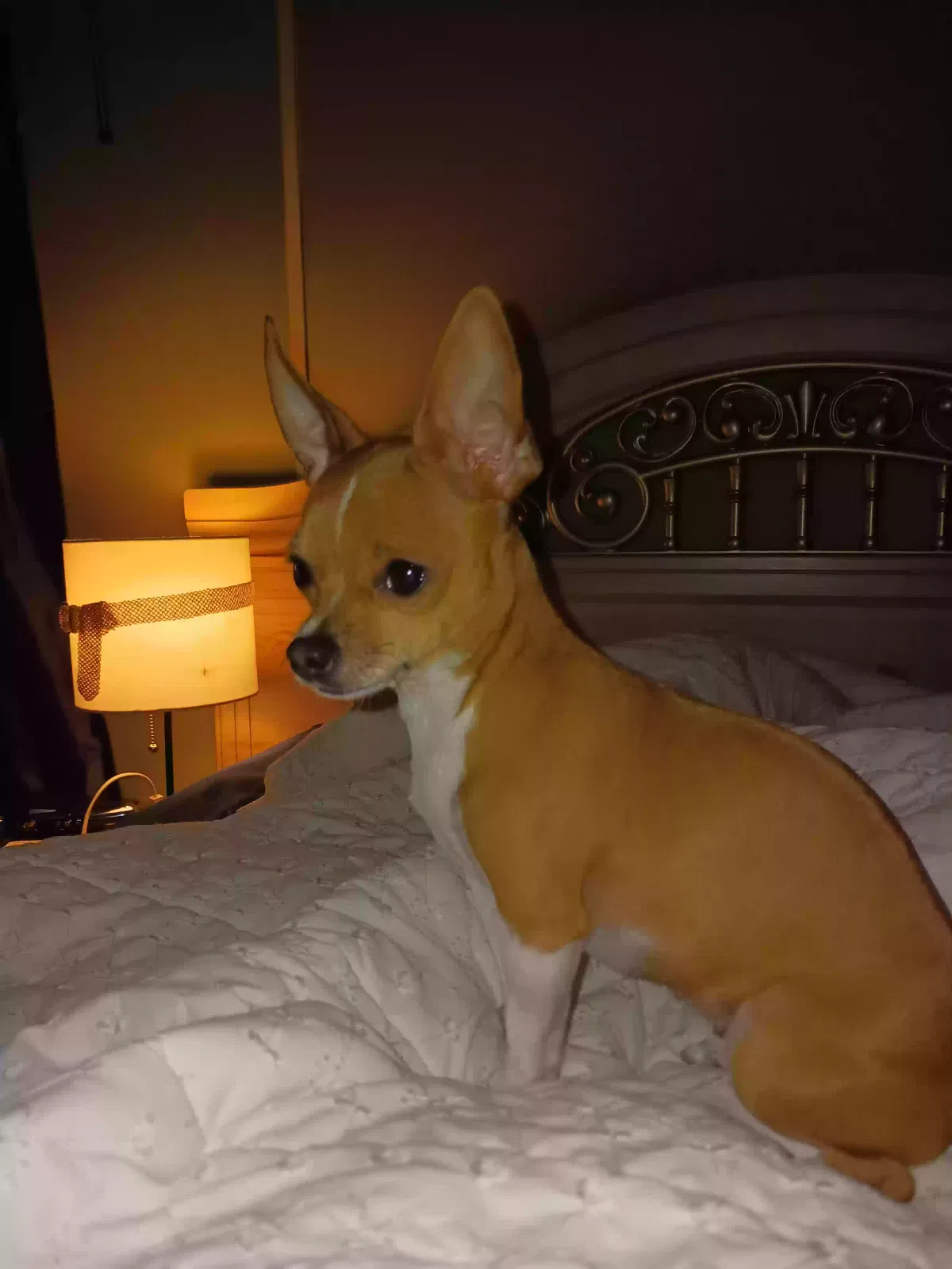 Lost dog in El Paso, TX, 79928