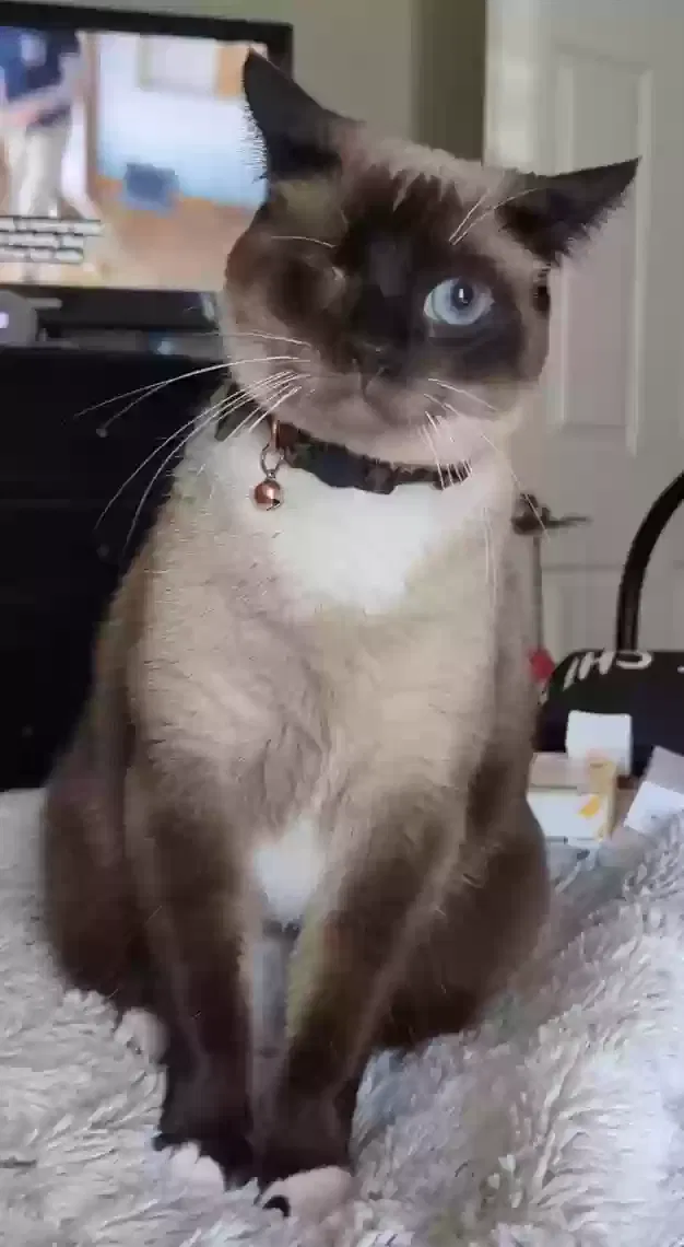 Lost cat in Carlsbad, CA, 92009