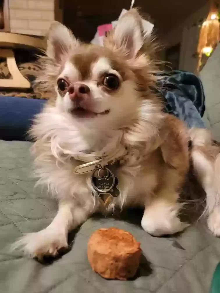 Lost dog in Tucson, AZ, 85735