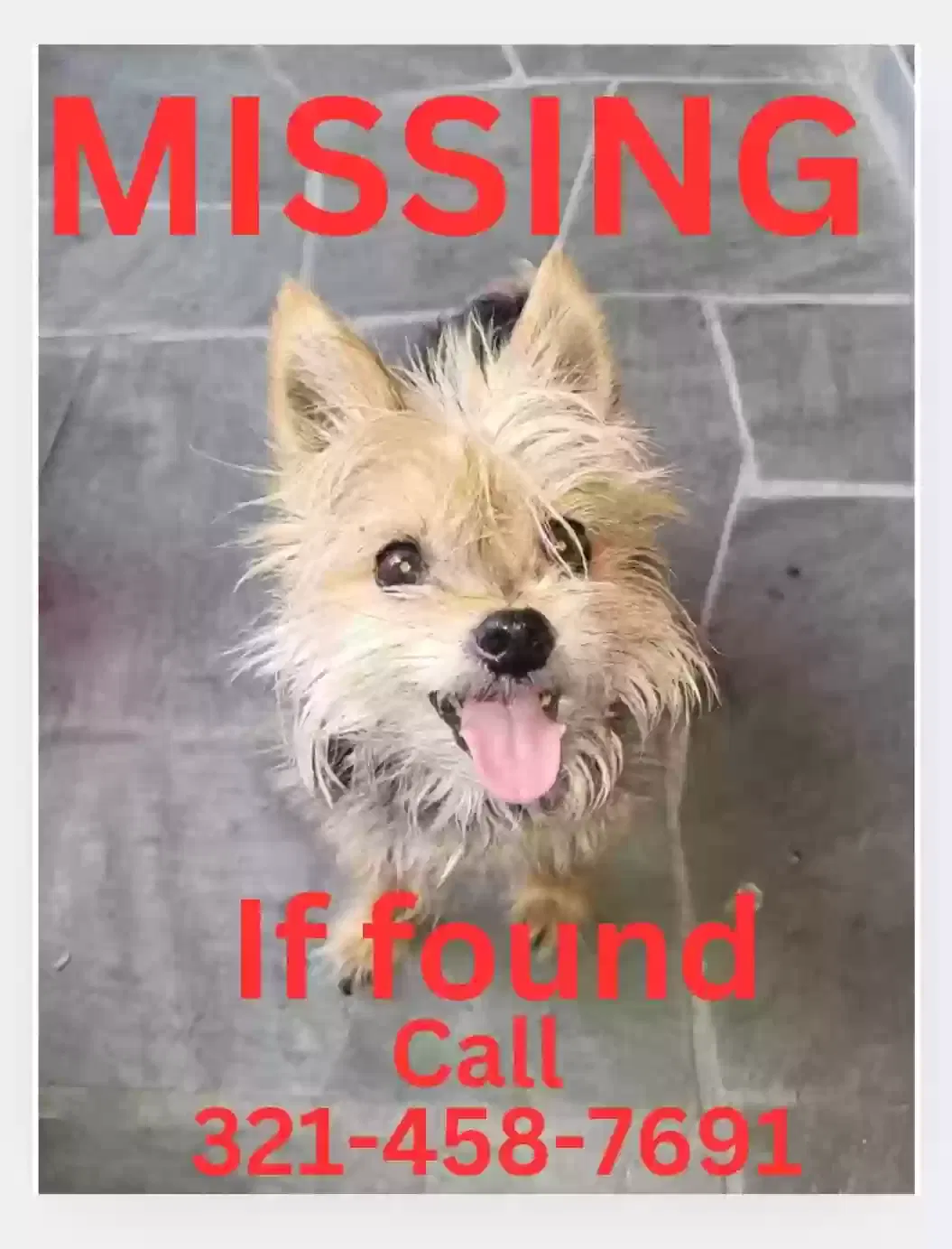 Lost dog in Port Richey, FL, 34668
