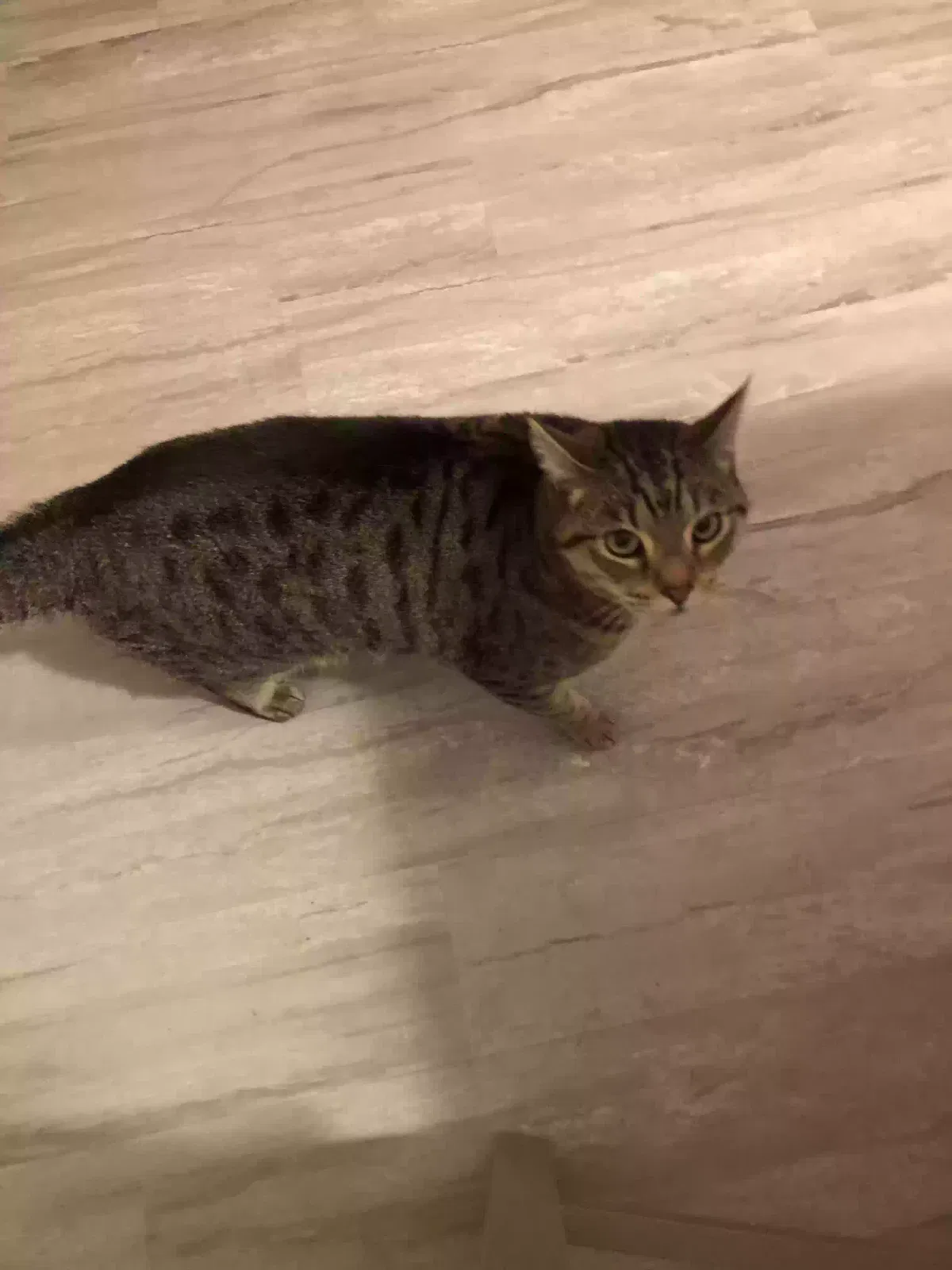 Lost cat in Florence, AZ, 85132