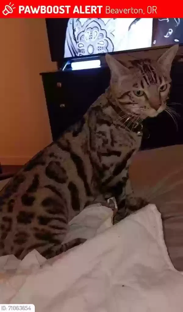Lost cat in Beaverton, OR, 97005