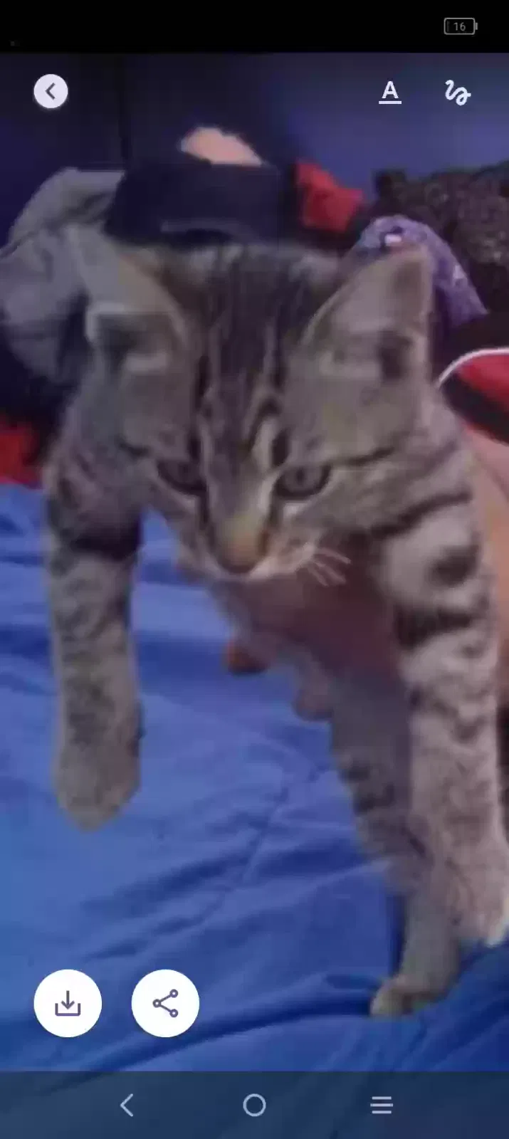 Lost cat in Dublin, OH, 43016