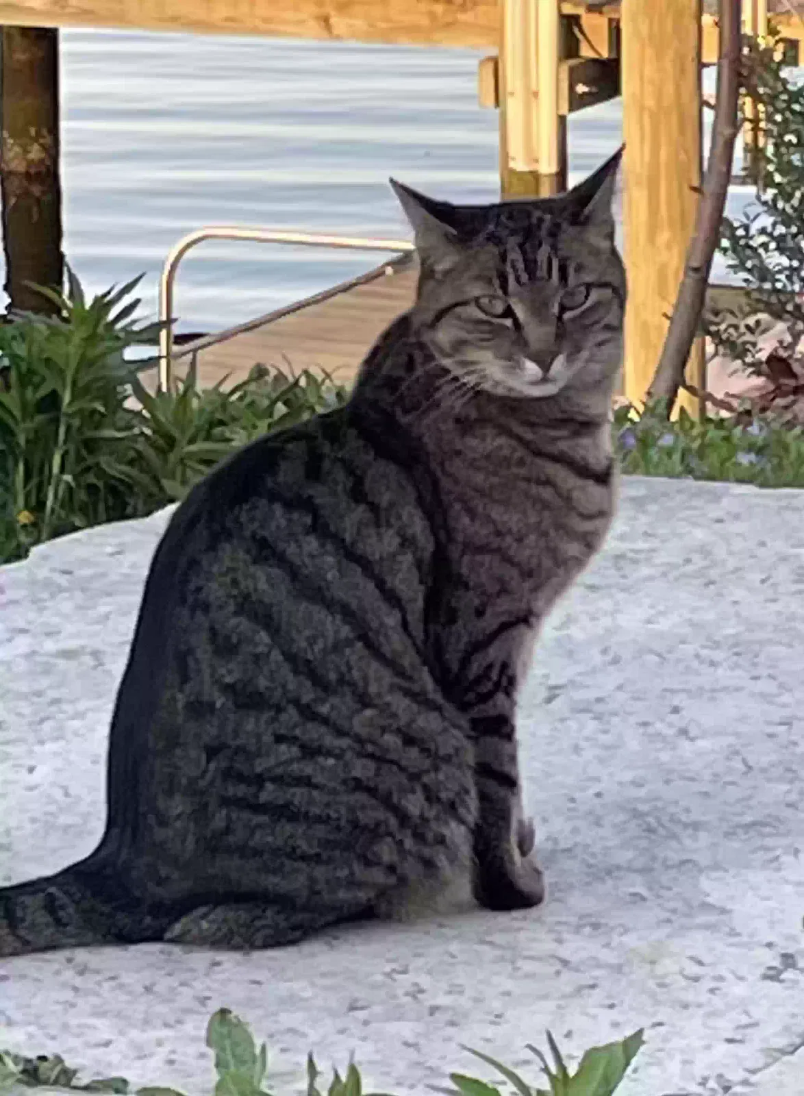Lost cat in Edgewater, MD, 21037
