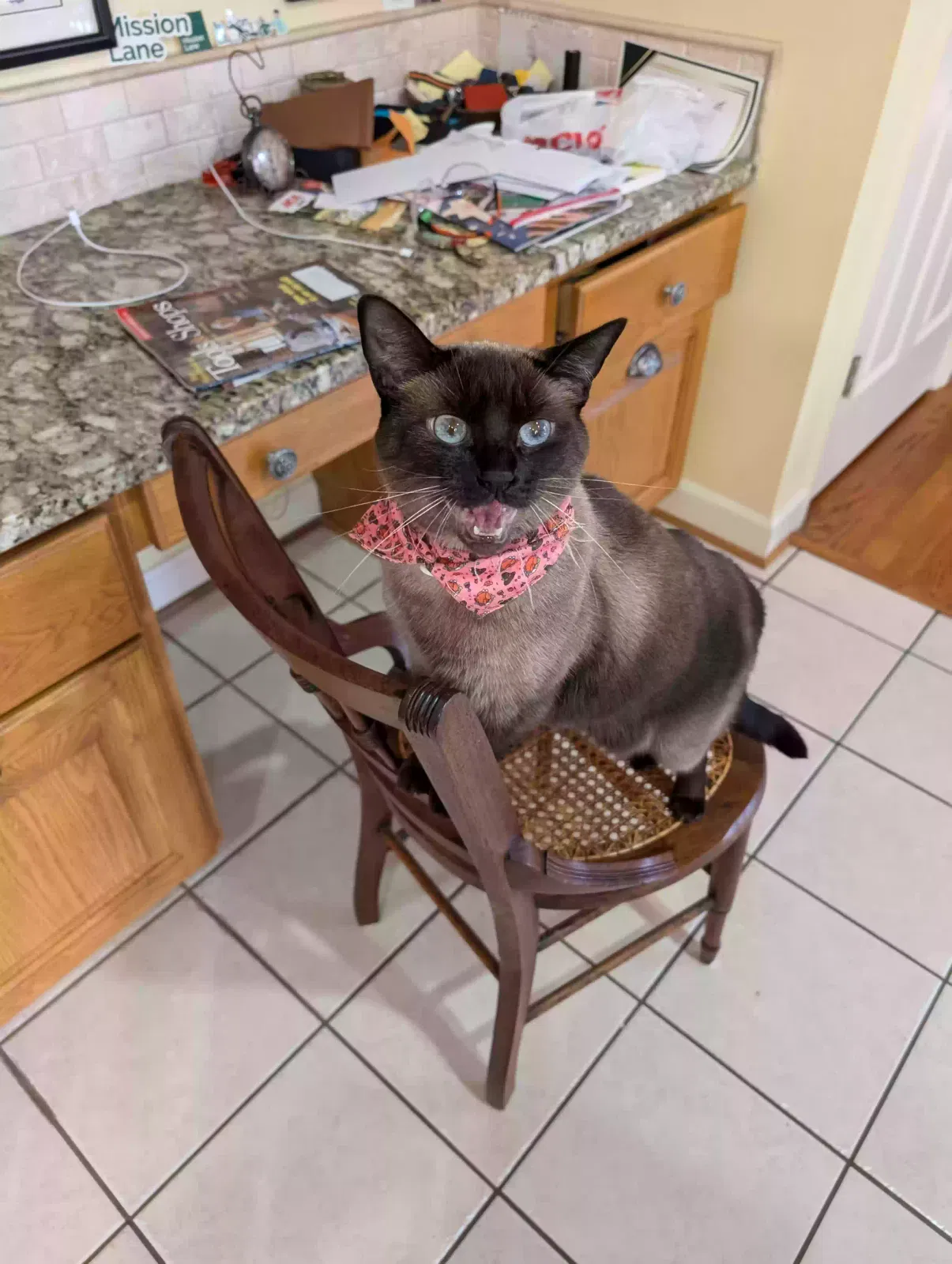 Lost cat in Forest, VA, 24551