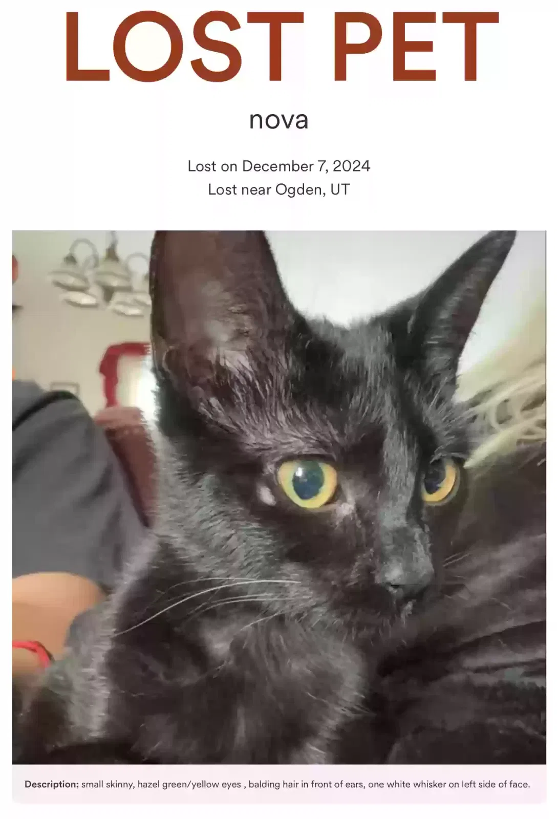 Lost cat in Ogden, UT, 84403