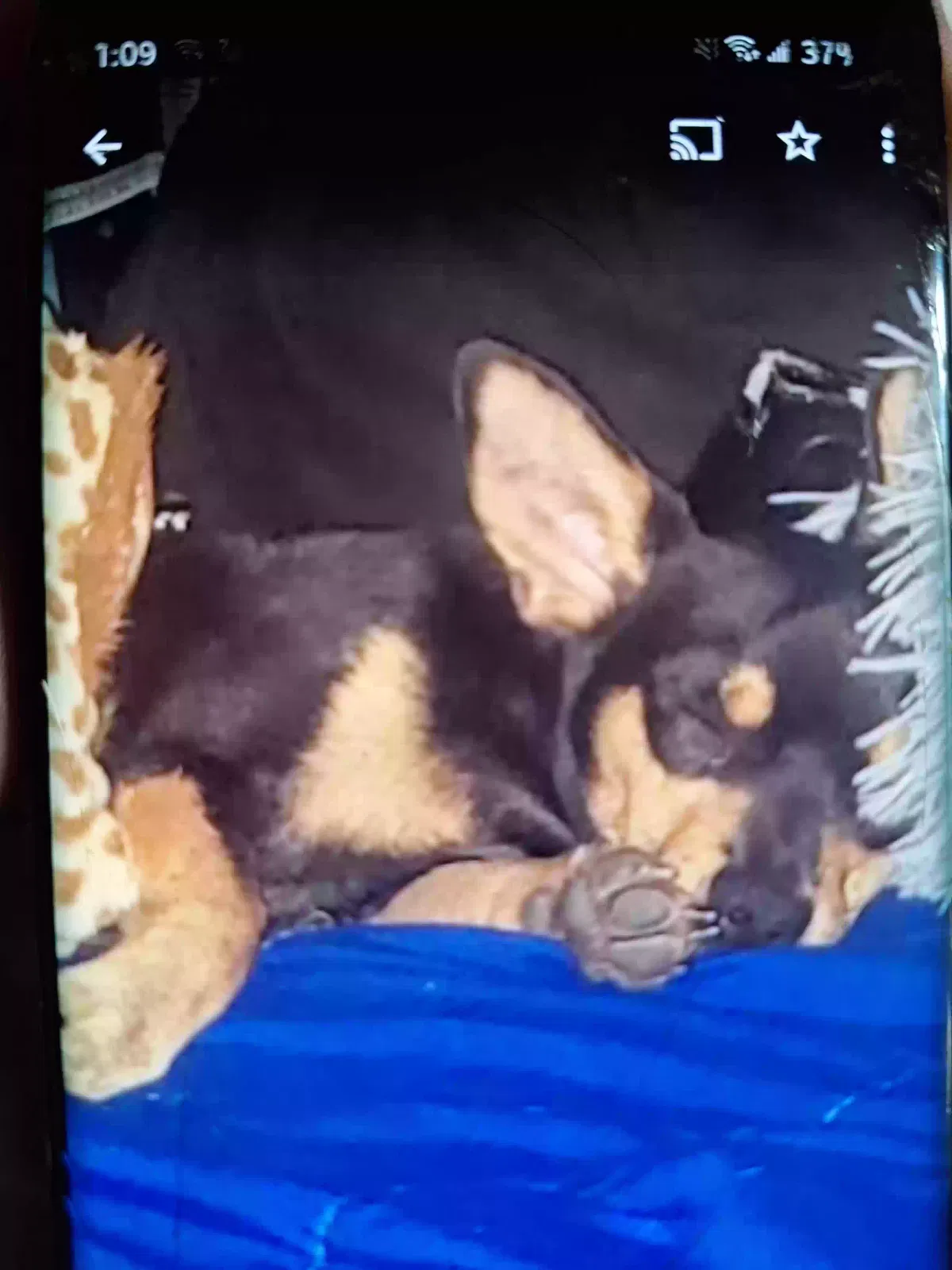 Lost dog in Phoenix, AZ, 85042