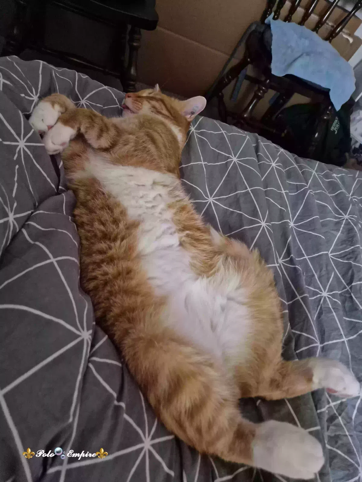 Lost cat in Haverford, PA, 19041