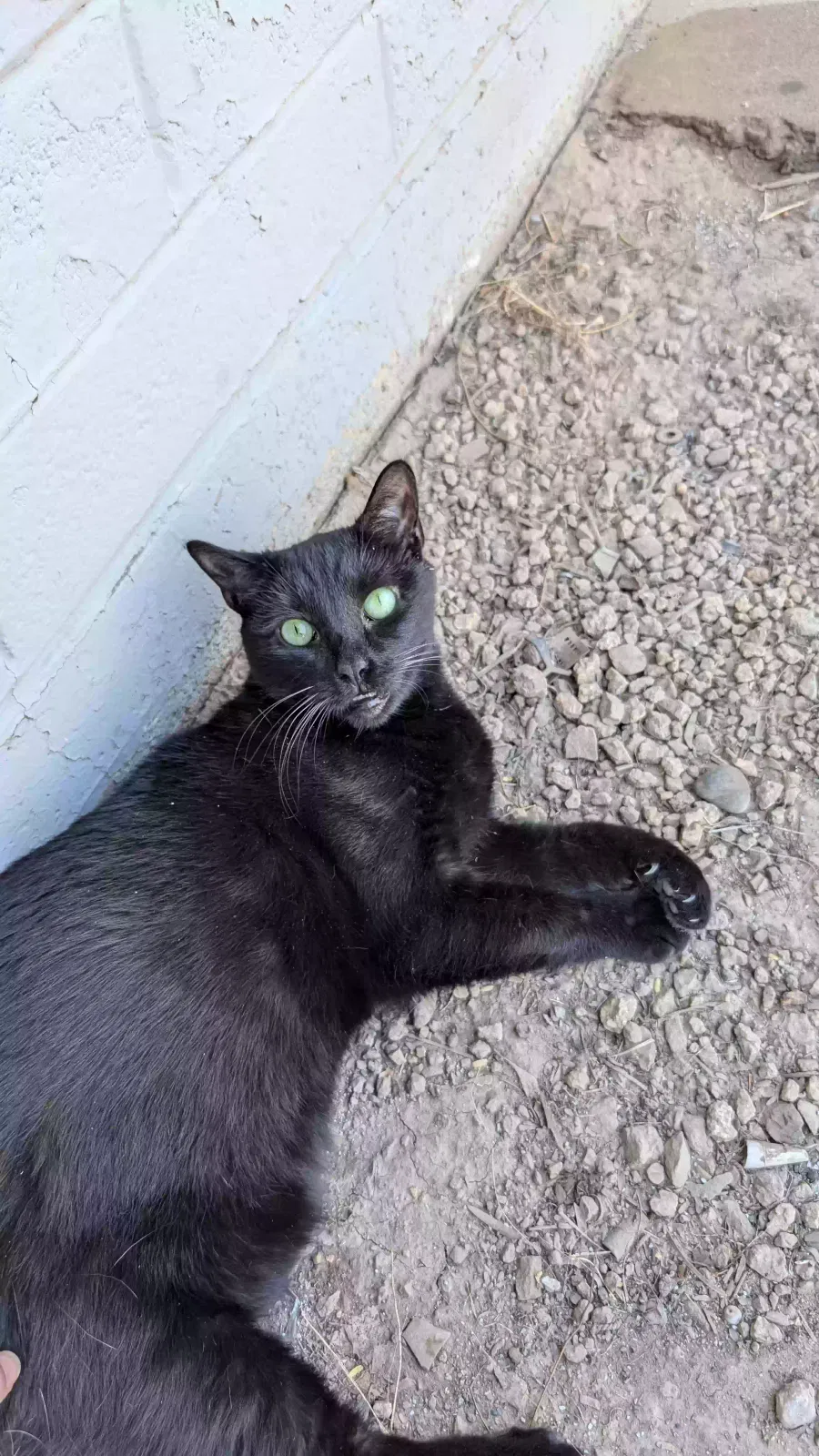 Lost cat in Peoria, AZ, 85381