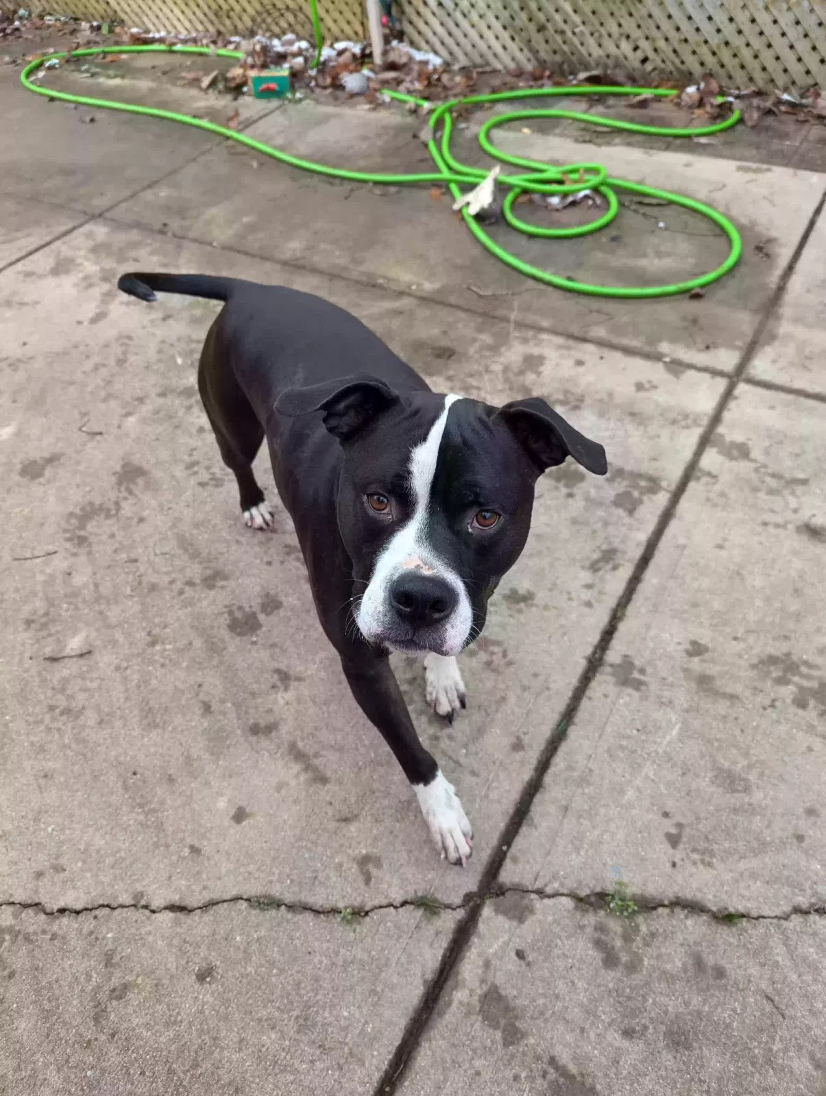 Lost dog in West Harrison, IN, 47060