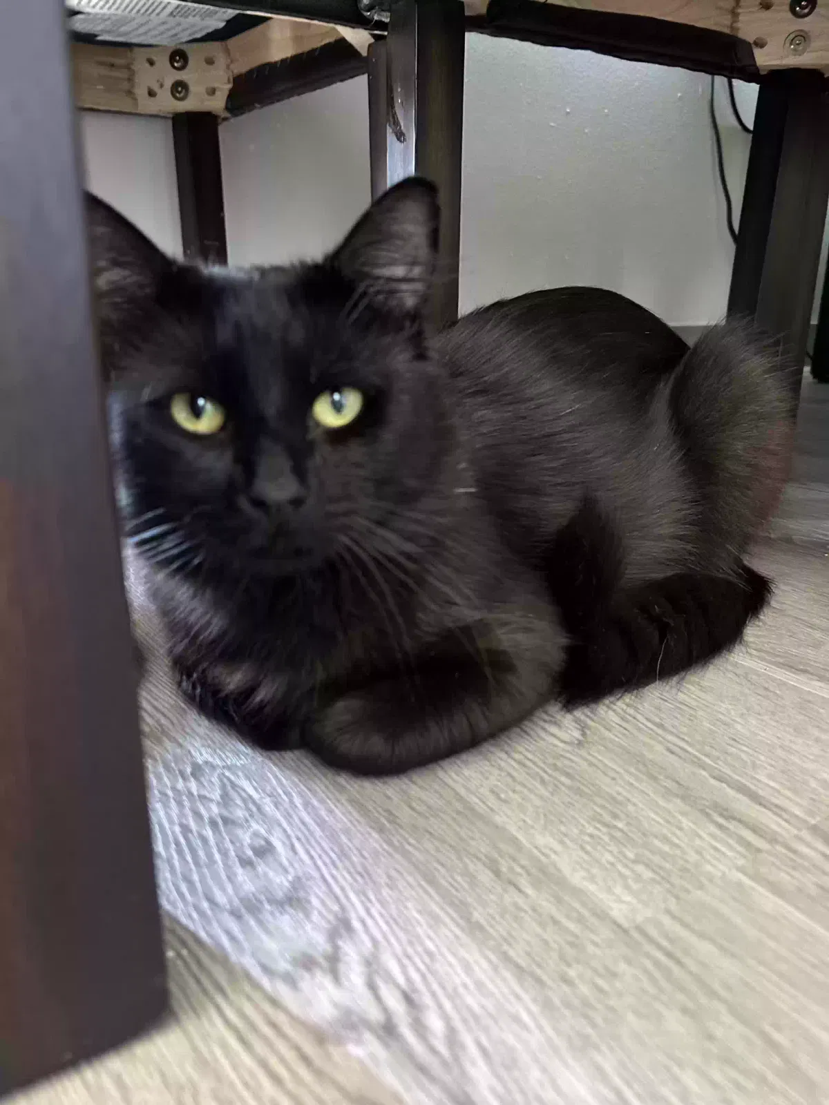 Lost cat in San Pablo, CA, 94806