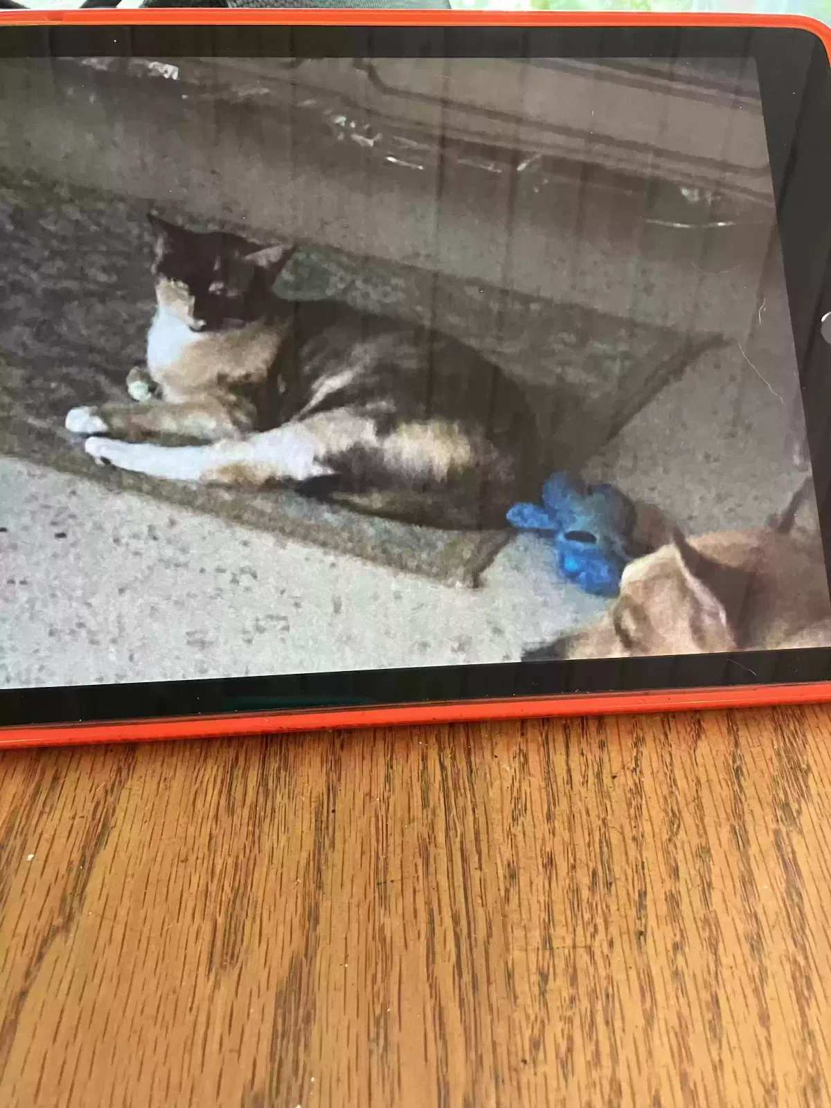 Lost cat in Lake Worth, FL, 33460