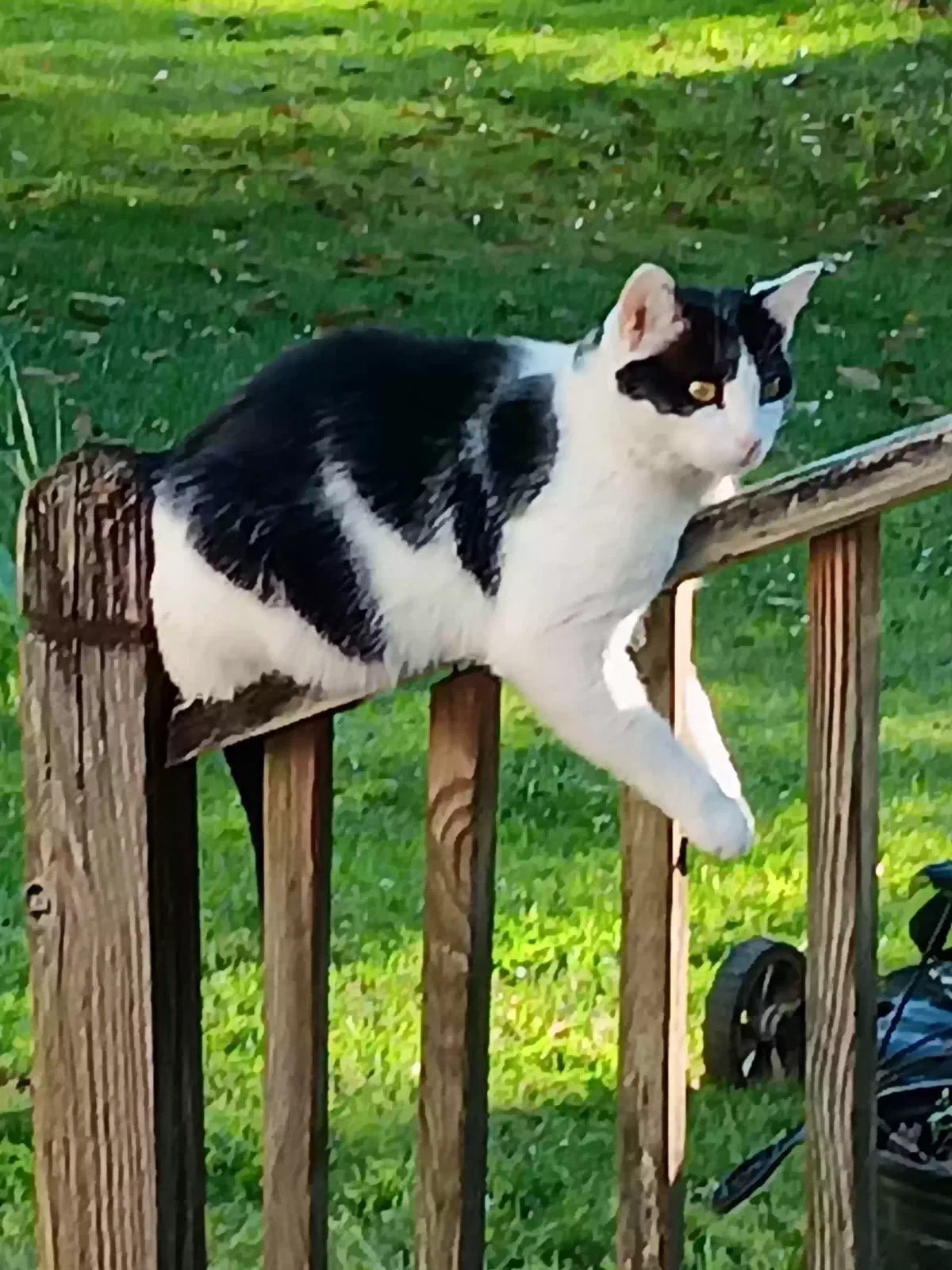Lost cat in Bessemer, AL, 35020