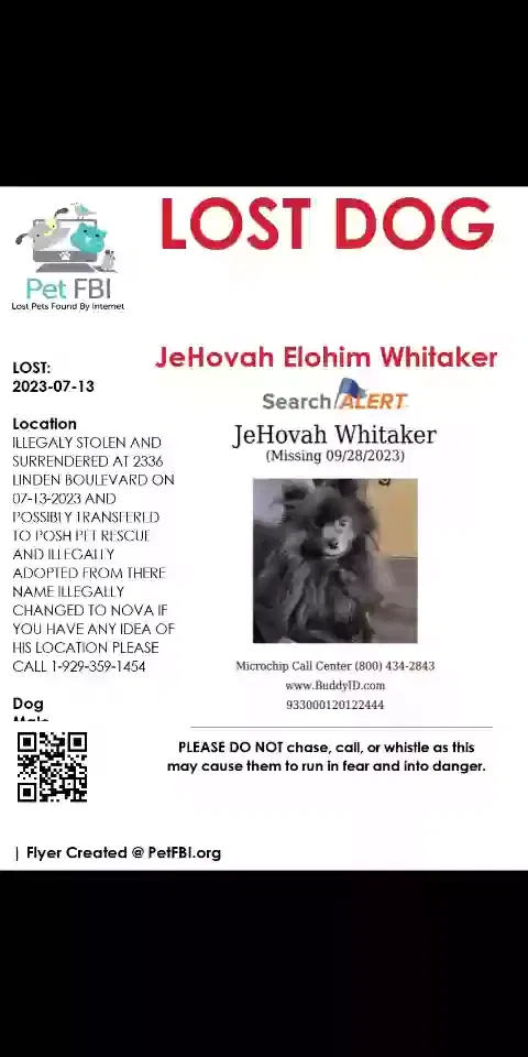 Lost dog in Brooklyn, NY, 11208