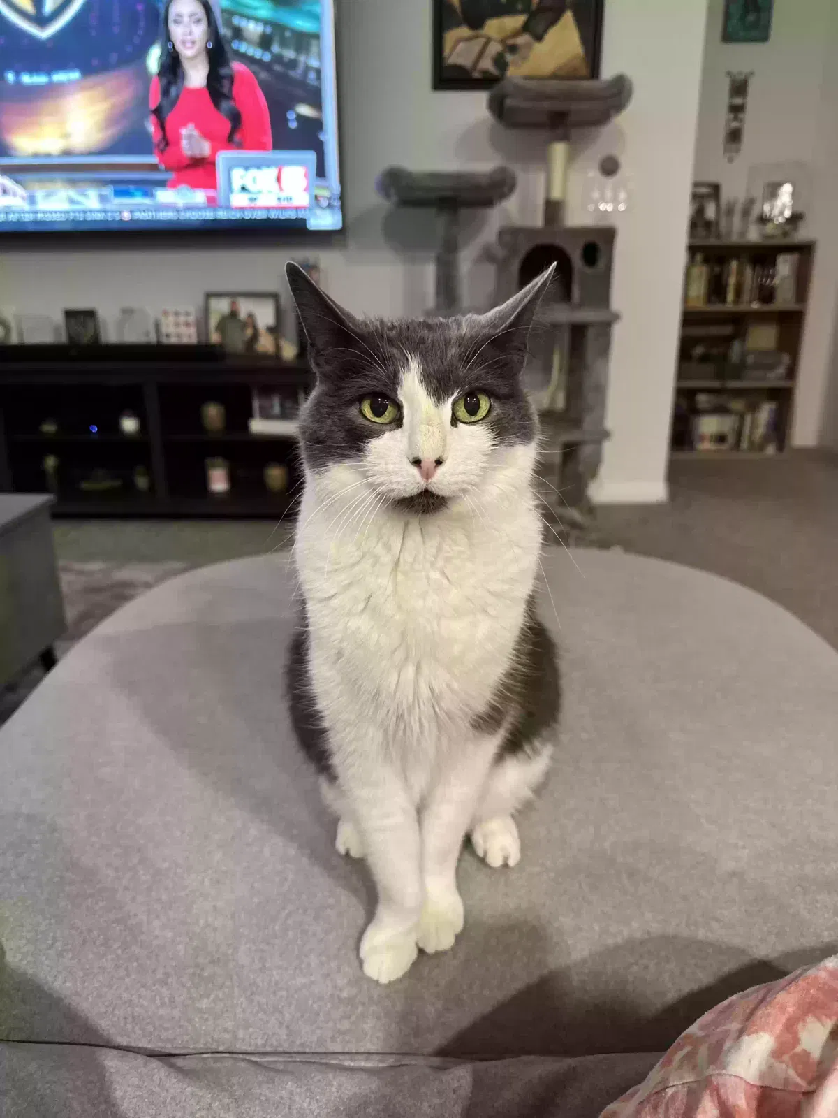 Lost cat in Pahrump, NV, 89061
