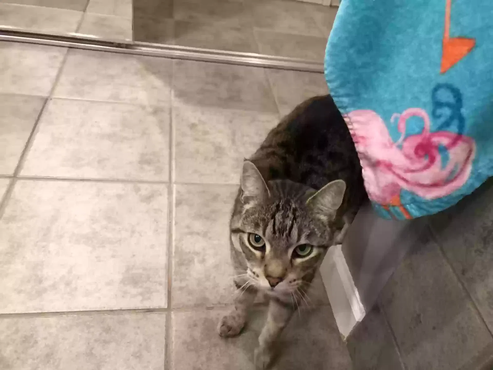 Lost cat in Florence, AZ, 85132