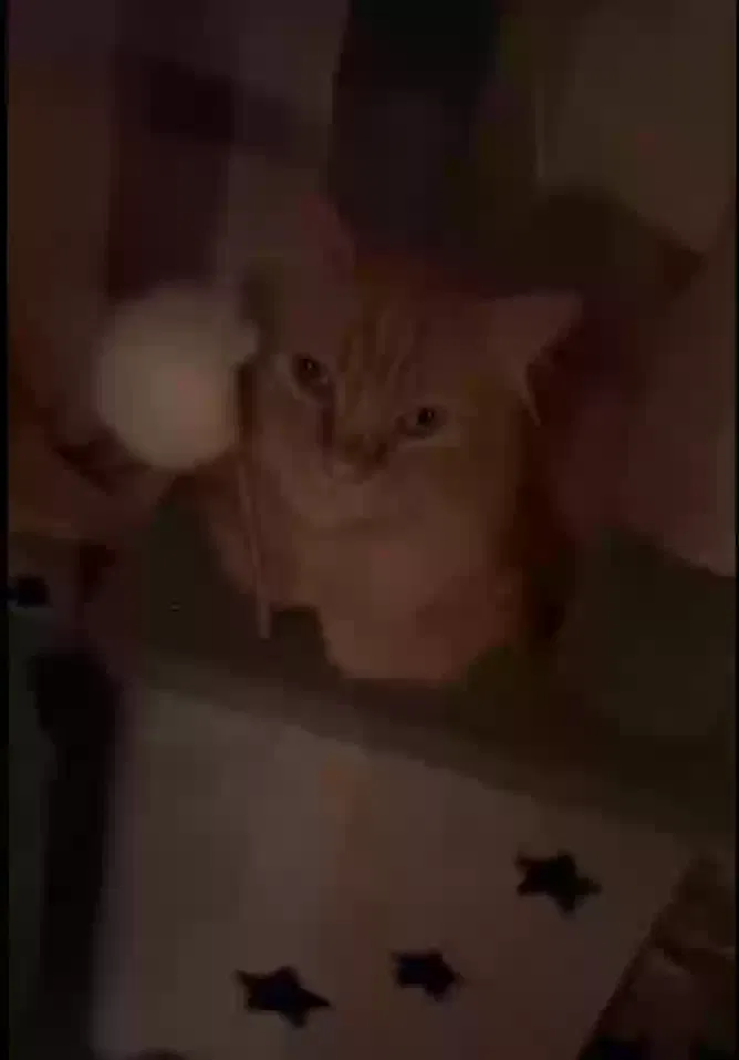 Lost cat in Perris, CA, 92570