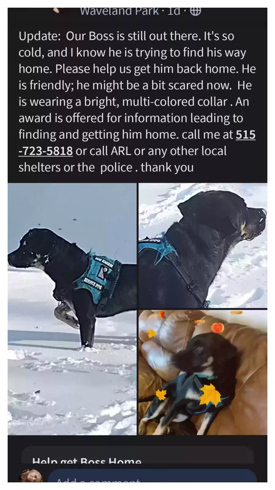 Lost dog in Des Moines, IA, 50310