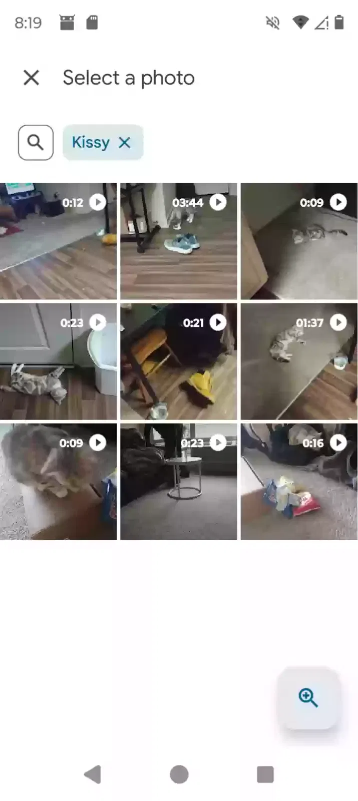 Lost cat in Unknown, CO, 80000