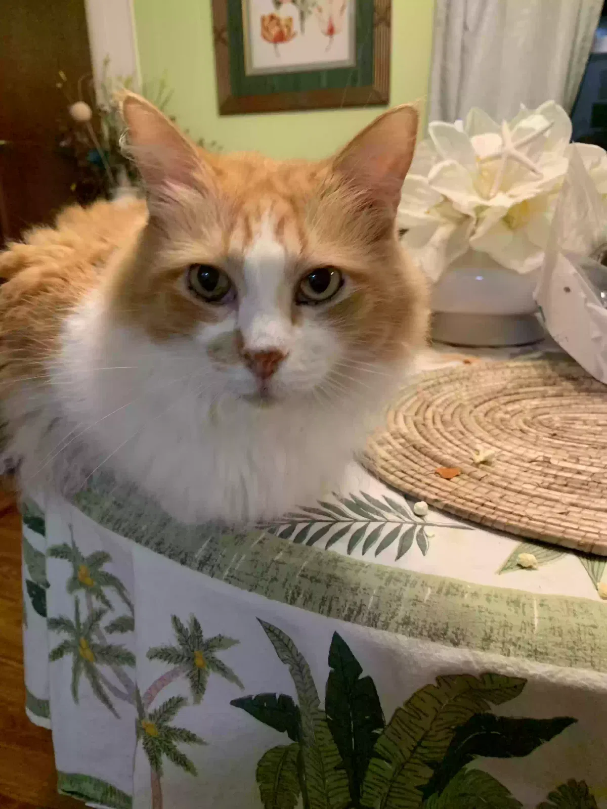 Lost cat in Fort Pierce, FL, 34946