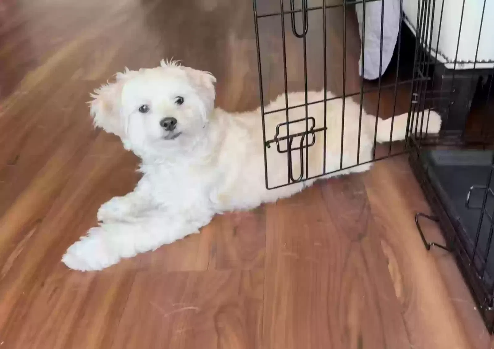 Lost dog in Citrus Heights, CA, 95610