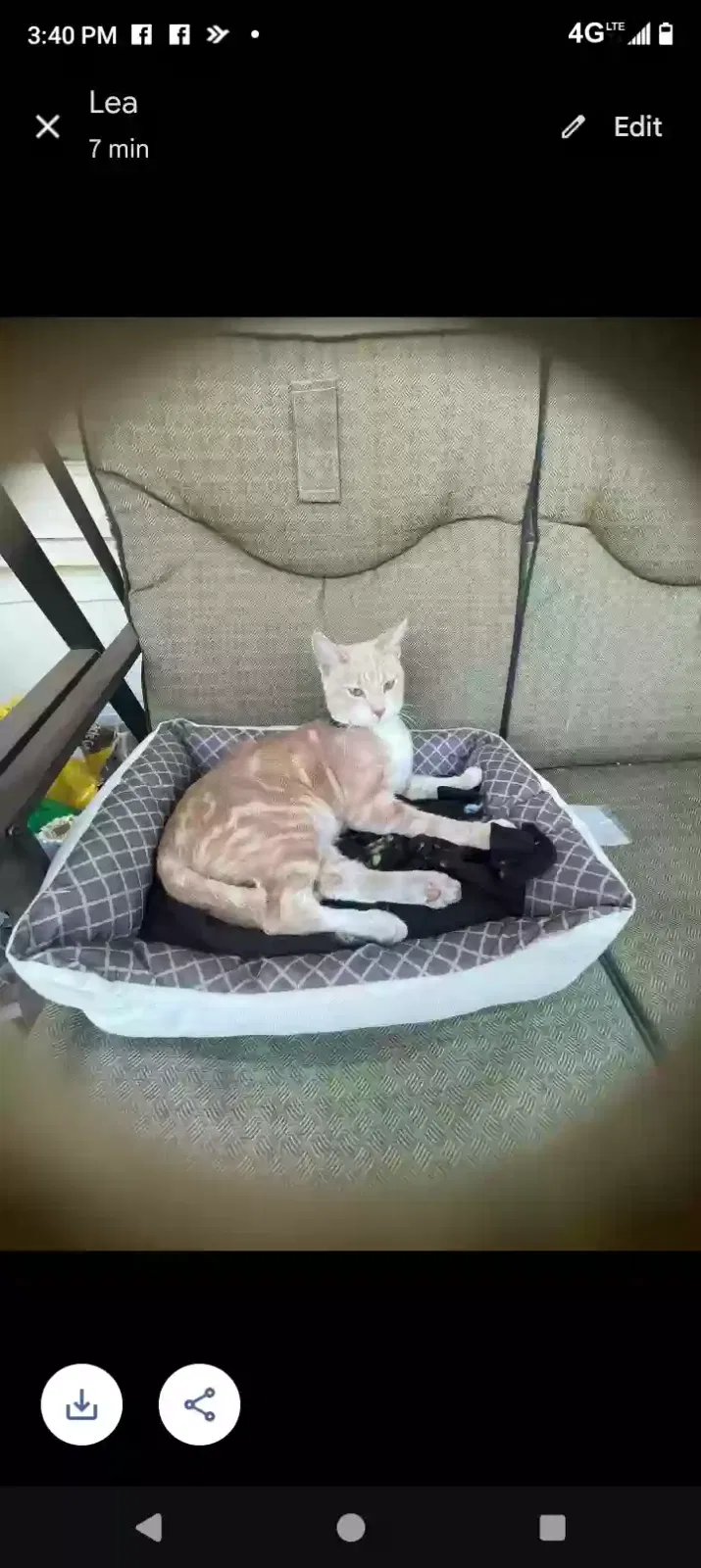 Lost cat in East Peoria, IL, 61611