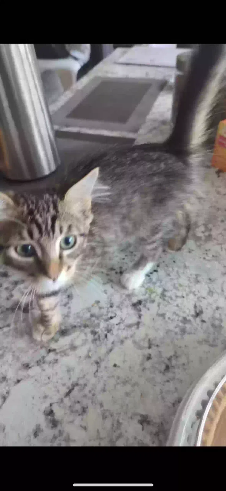 Lost cat in Mission Viejo, CA, 92692