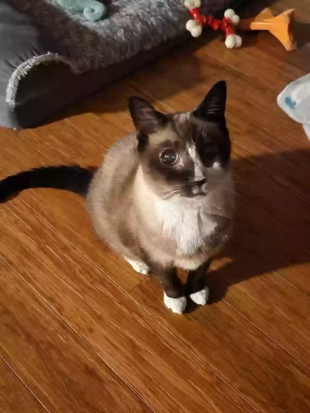 Lost cat in Beaufort, SC, 29906