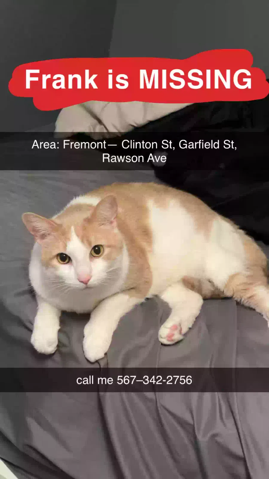 Lost cat in Fremont, OH, 43420