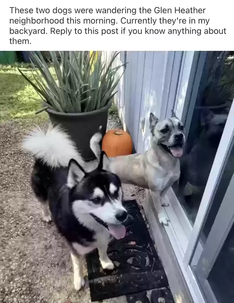 Found dog in San Antonio, TX, 78240