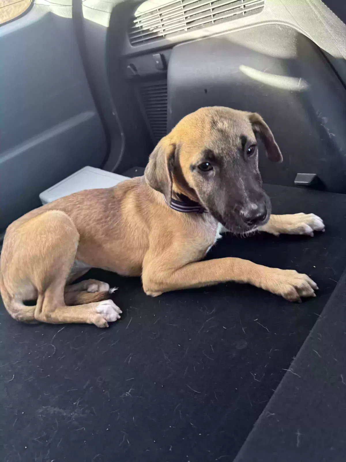 Lost dog in Worcester, MA, 1602