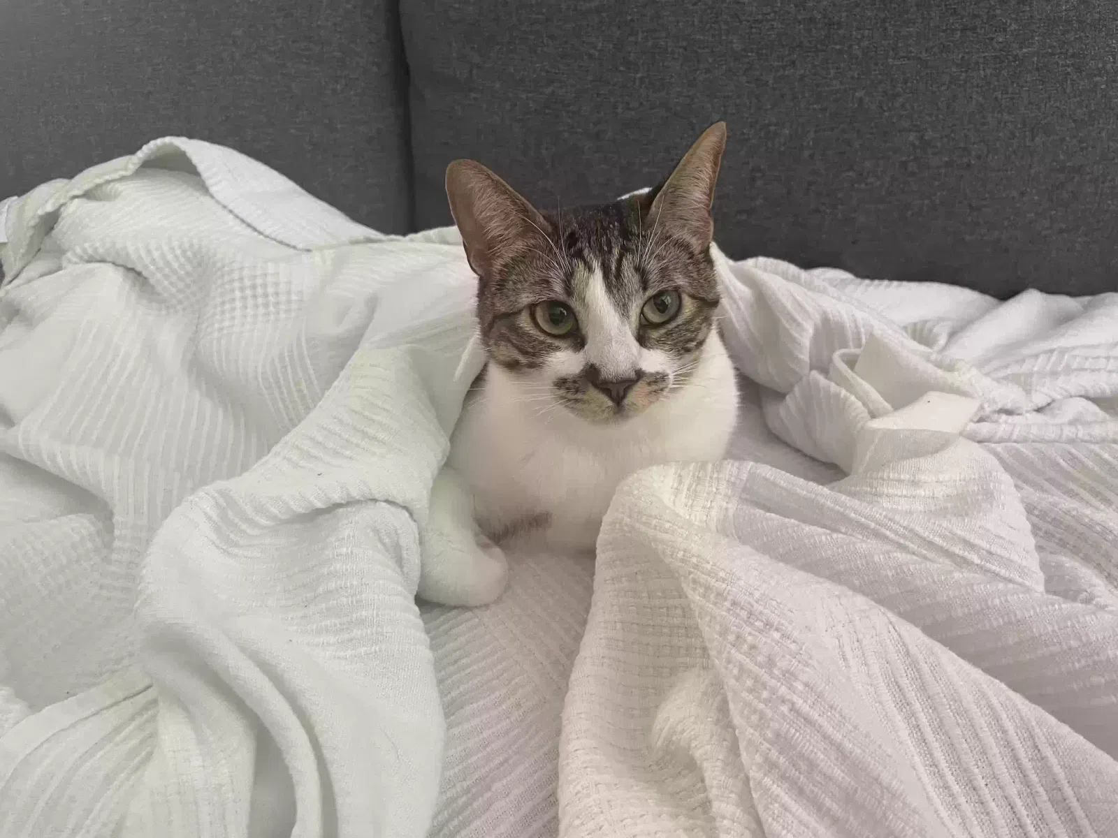 Lost cat in Miami, FL, 33185