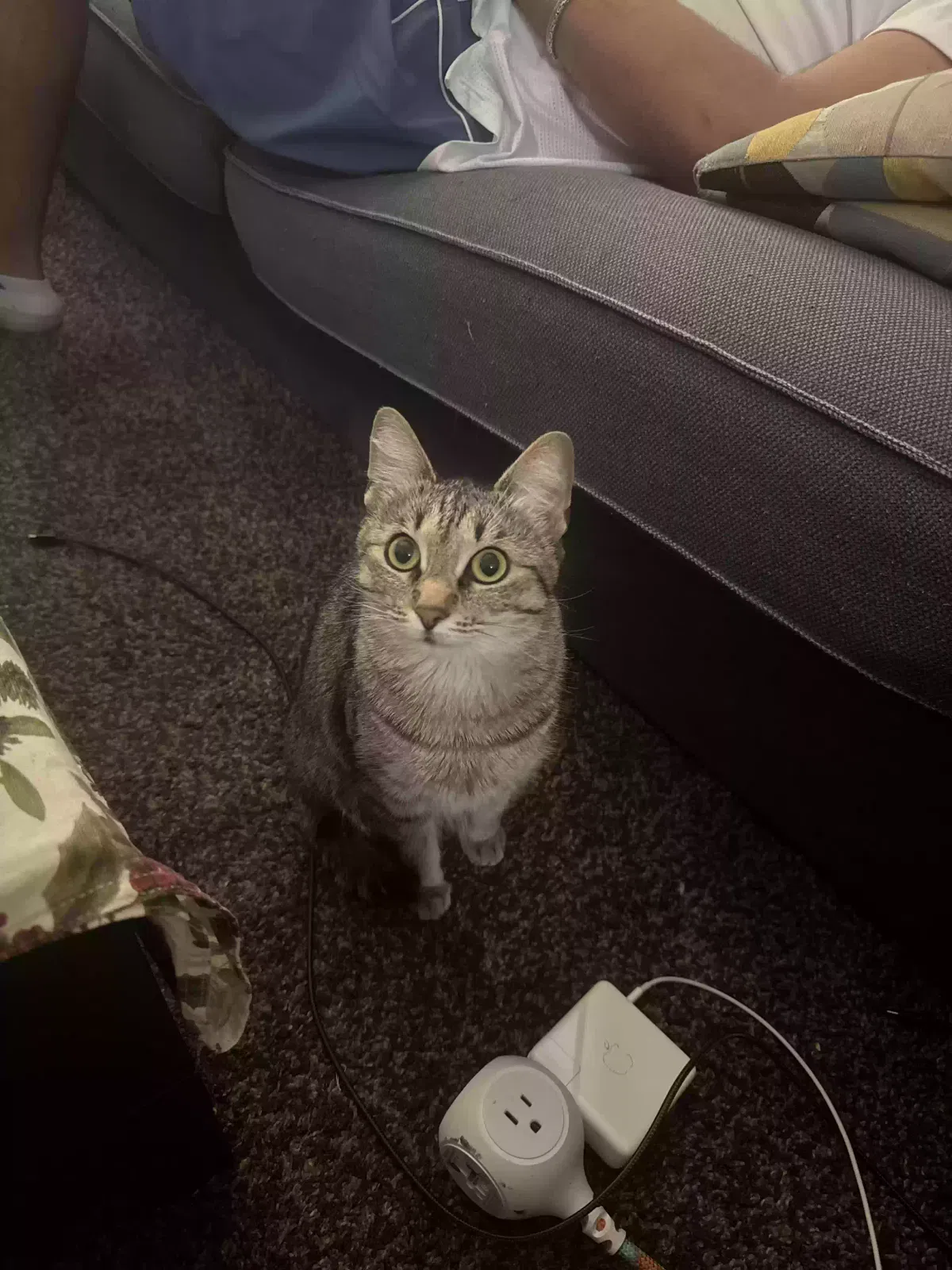 Lost cat in Portland, OR, 97206