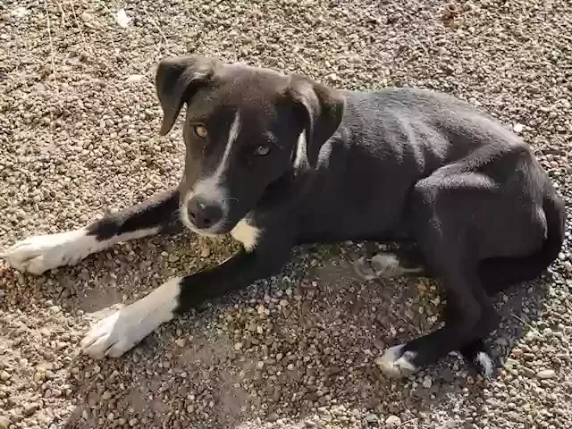 Lost dog in Houston, TX, 77015