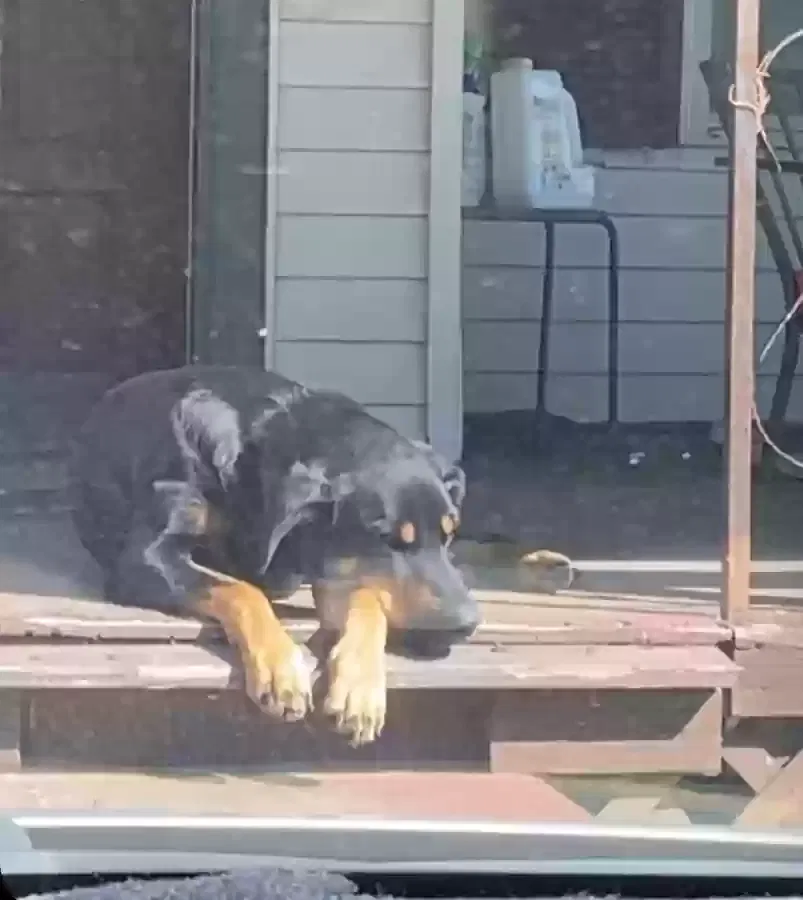 Lost dog in Port Arthur, TX, 77642