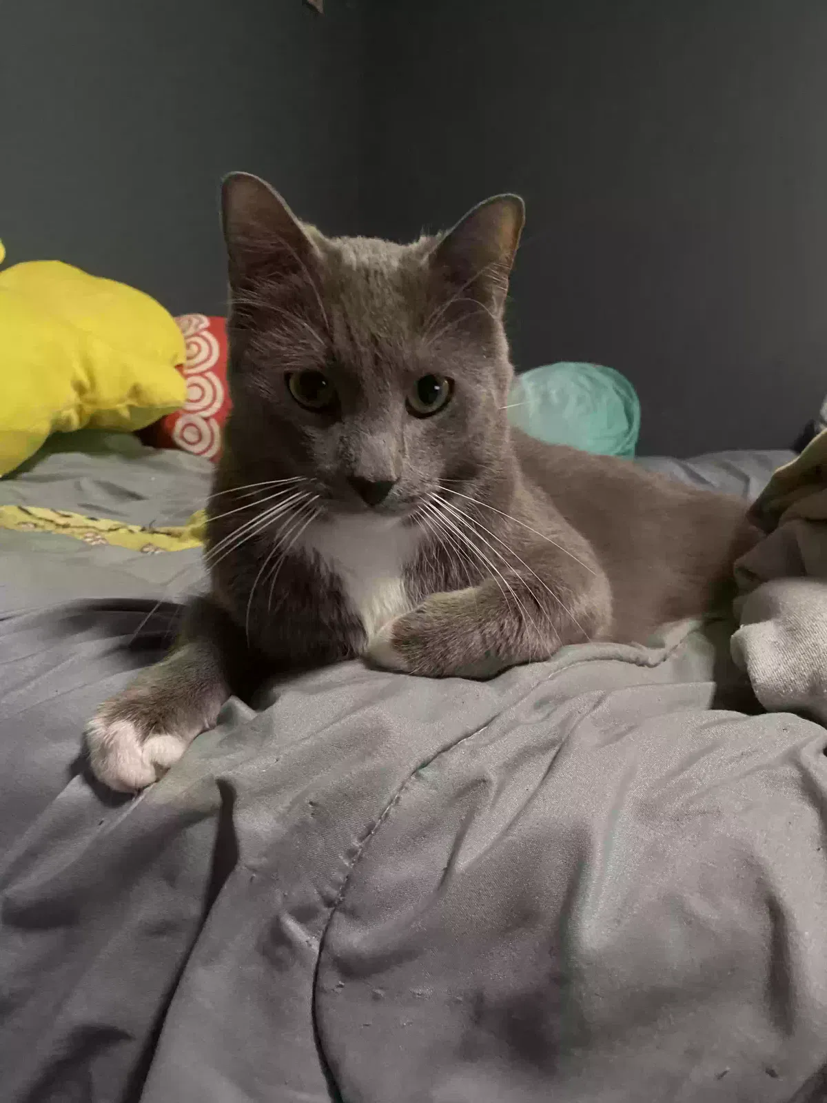 Lost cat in Oxon Hill, MD, 20745