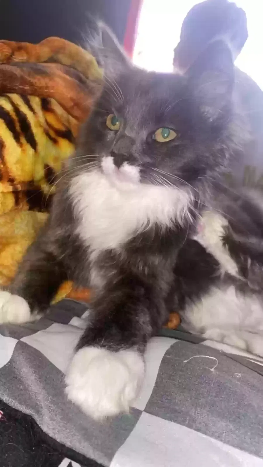Lost cat in Oxon Hill, MD, 20745